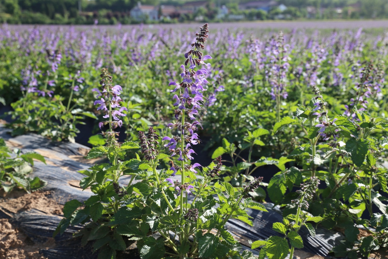 说明: D:\微信\WeChat Files\wxid_g2ivj4qbk1g322\FileStorage\Temp\191e78e8f0078dae3f94f7be5add737.jpg